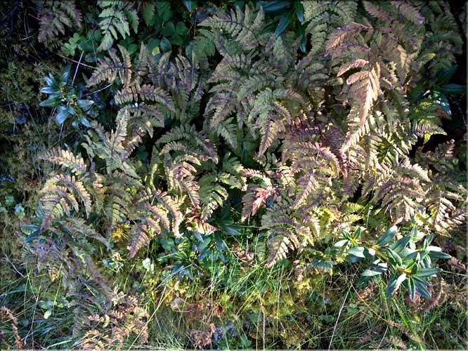 A2_Gymnocarpium_dryopteris_LT