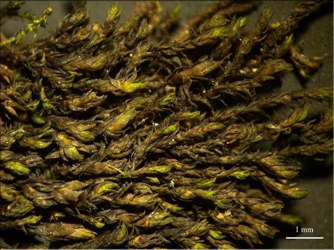 Andreaea_rupestris_rupestris2_LT