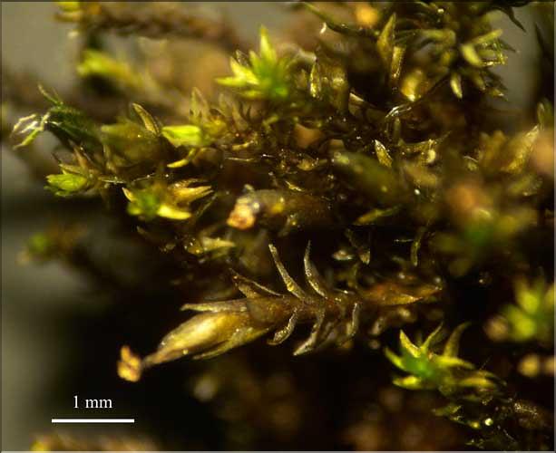 Andreaea_rupestris_rupestris_LT