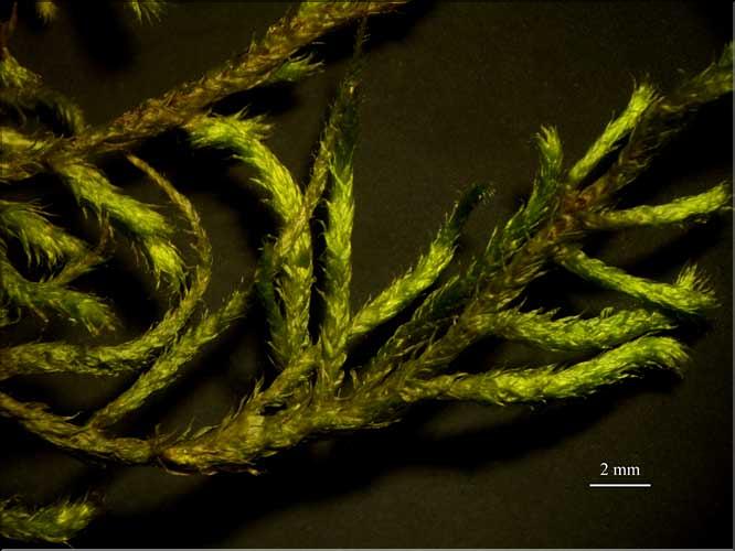 Antitrichia_curtipendula2_LT