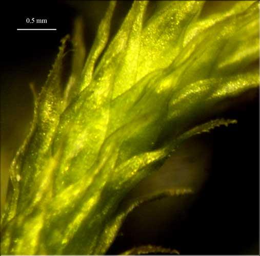 Antitrichia_curtipendula3_LT