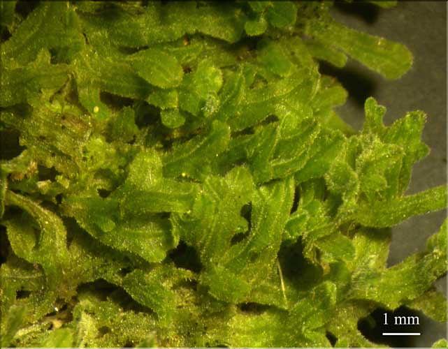 Apometzgeria_pubescens1_LT