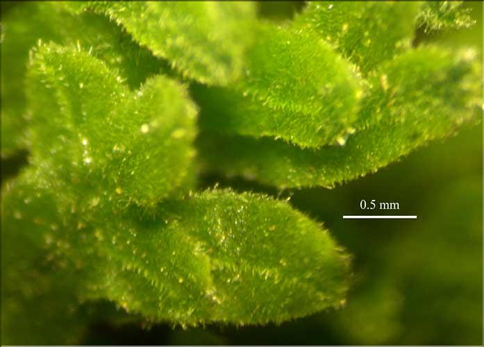 Apometzgeria_pubescens2_LT