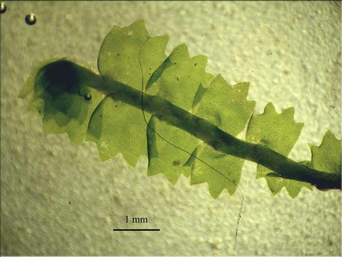 Barbilophozia_barbata1_LT