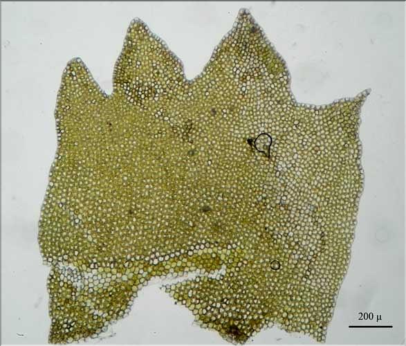 Barbilophozia_barbata2_feuille_LT