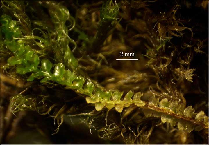 Barbilophozia_hatcheri1_LT