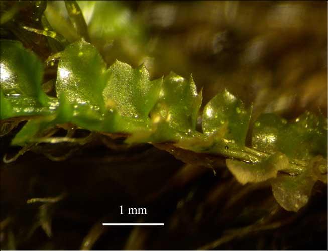 Barbilophozia_hatcheri2_LT