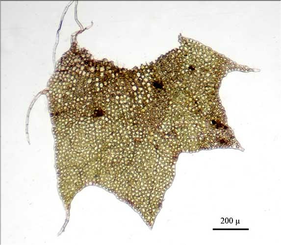 Barbilophozia_hatcheri3_feuille_LT