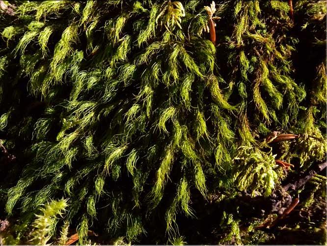 Bartramia_halleriana_LT