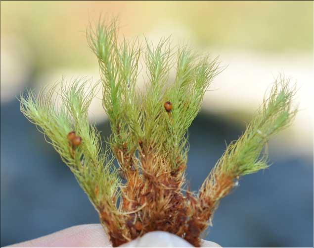 Bartramia_halleriana_SP