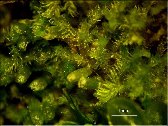 Blepharostoma_trichophyllum1_LT