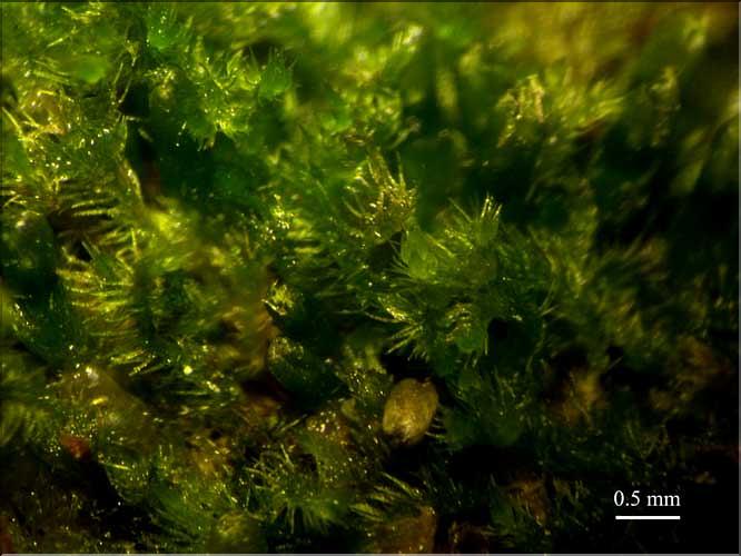 Blepharostoma_trichophyllum_LT