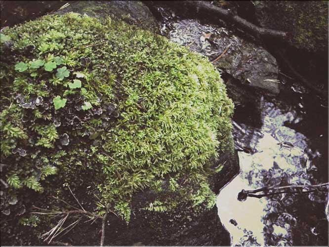 Brachythecium_rivulare_LT