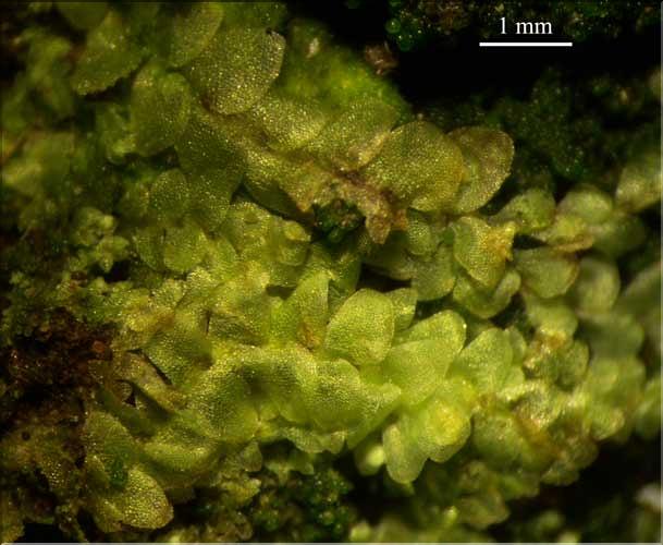 Calypogeia_integristipula1_vue_dorsal_LT