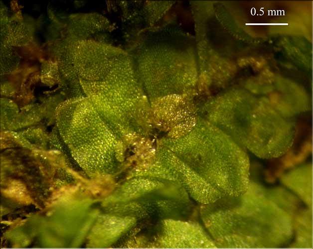 Calypogeia_integristipula_vuevent1_LT