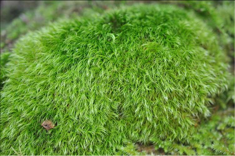 Dicranum_scoparium1_SP