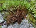 Dicranum_scoparium2_SP