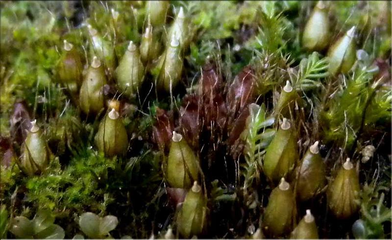 Diphyscium_foliosum1_LT