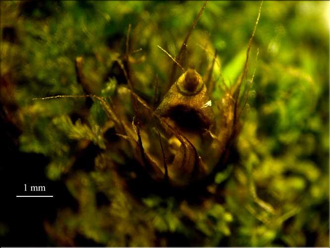 Diphyscium_foliosum2_caps_bract_LT