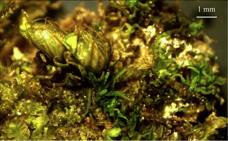 Diphyscium_foliosum3_capsule_feuilles_LT