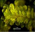 Diplophyllum_albicans1_LT