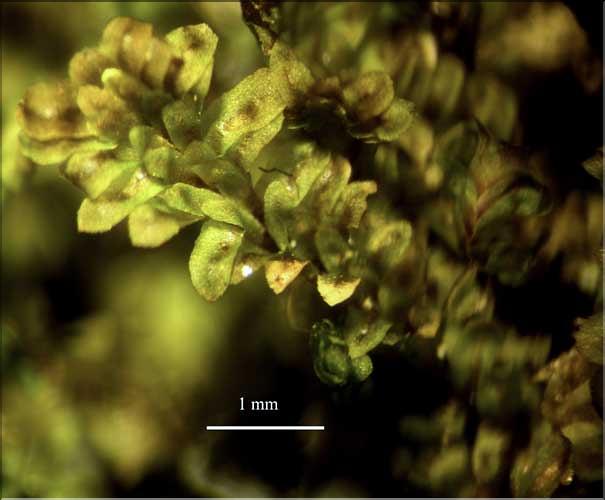 Diplophyllum_albicans2_LT