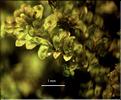 Diplophyllum_albicans2_LT
