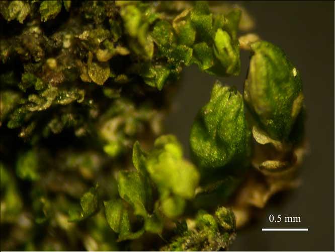 Diplophyllum_taxifolium_femelle_LT