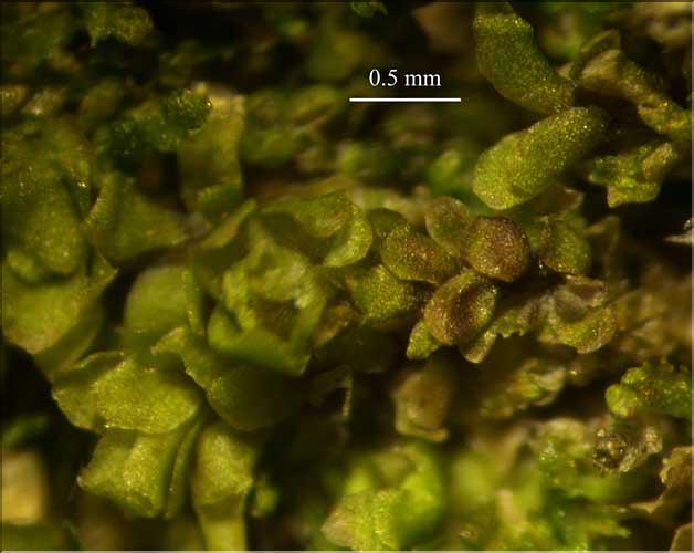 Diplophyllum_taxifolium_male_LT