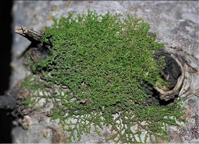 Frullania_dilatata1_SP