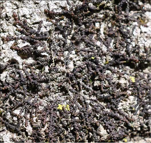 Frullania_dilatata2_SP