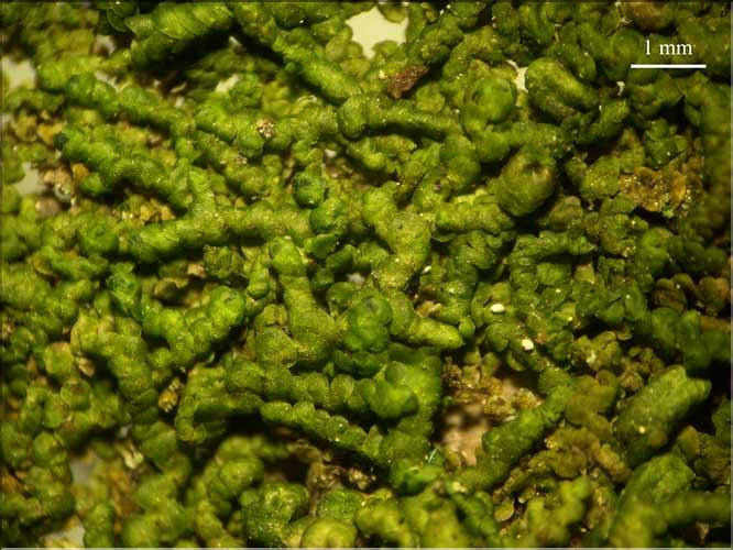 Frullania_dilatata3_LT