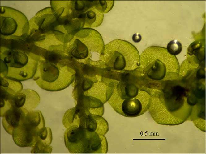 Frullania_dilatata4_LT