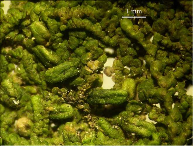 Frullania_dilatata5_male_LT