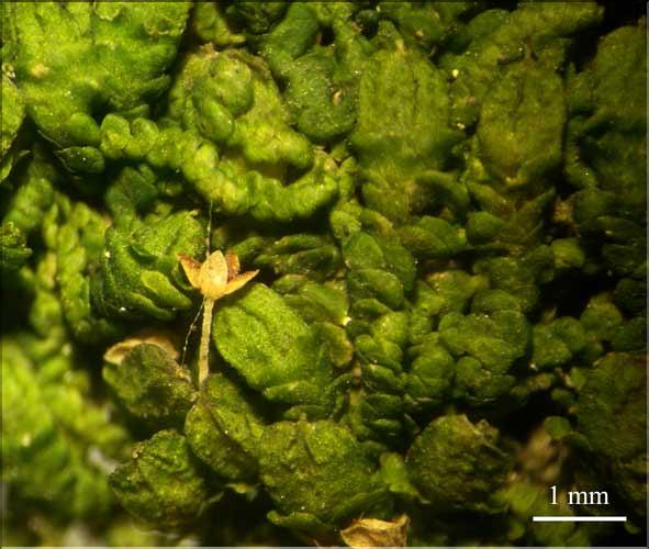 Frullania_dilatata6_femelle_LT
