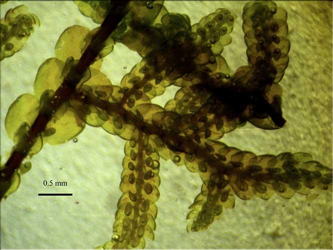 Frullania_tamarisci_LT