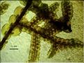 Frullania_tamarisci_LT