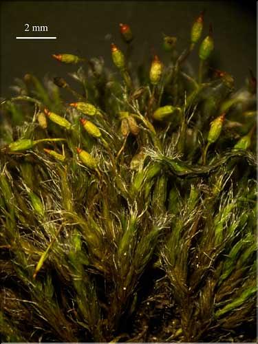 Grimmia_reflexidens_LT