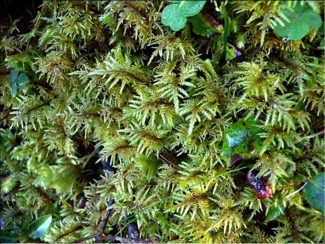 Hylocomium_splendens1_LT