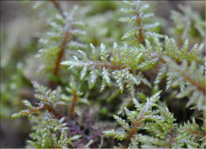 Hylocomium_splendens2_SP