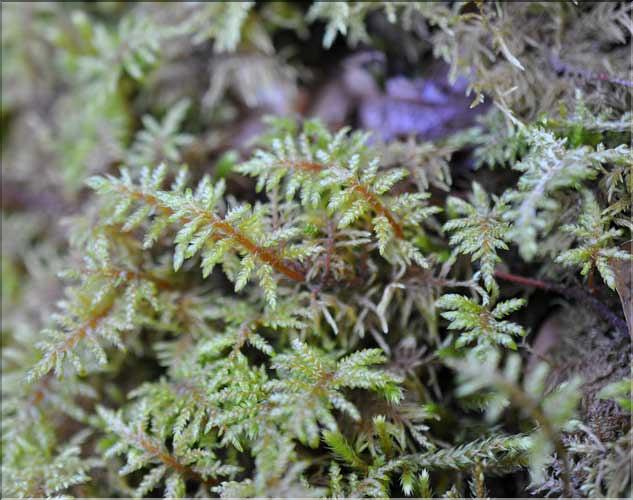 Hylocomium_splendens3_SP