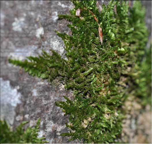 Hypnum_cupresiforme1_SP