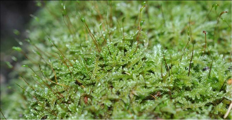 Hypnum_cupresiforme2_SP