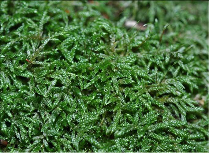 Isothecium_alopecuroides1_SP