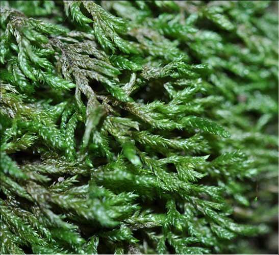 Isothecium_alopecuroides2_SP