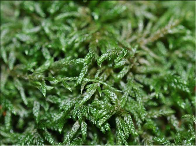 Isothecium_alopecuroides4_SP