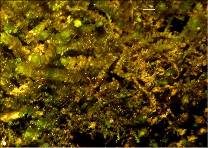 Marsupella_emarginata1_LT