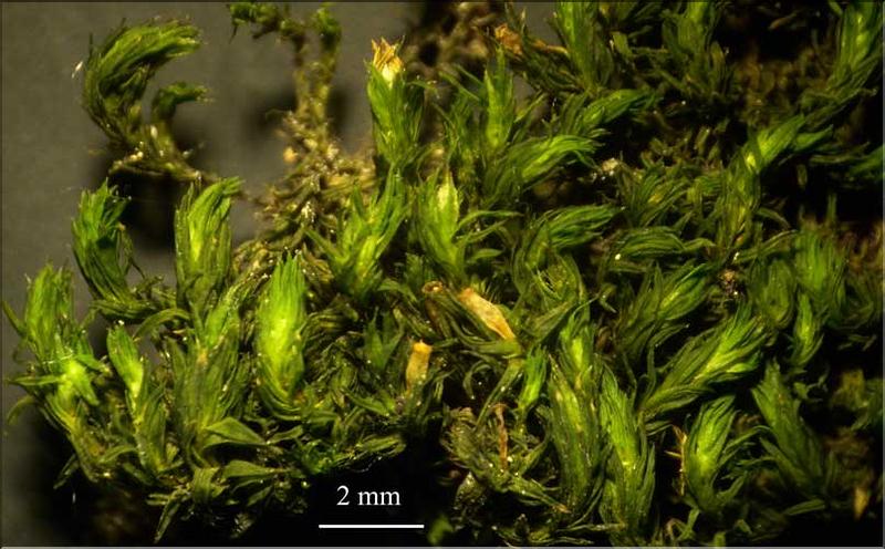 Orthotrichum_acuminatum1_LT