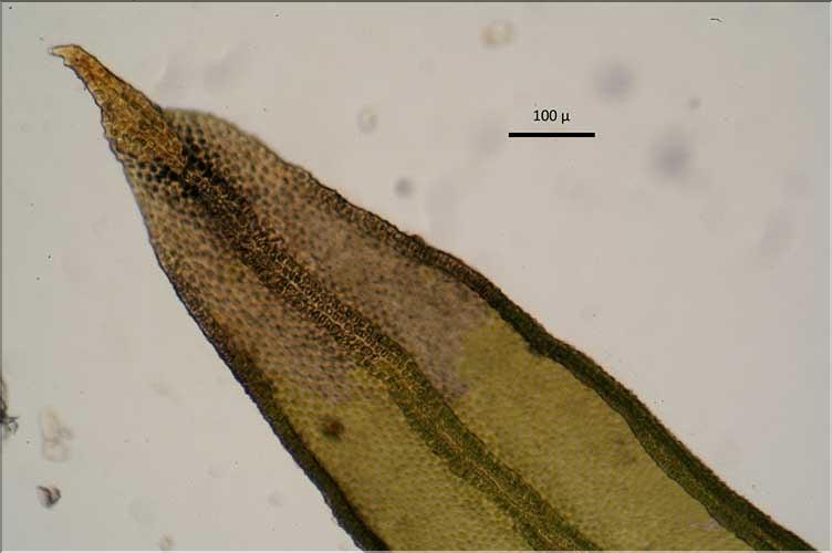 Orthotrichum_acuminatum3_apex_feuille_LT