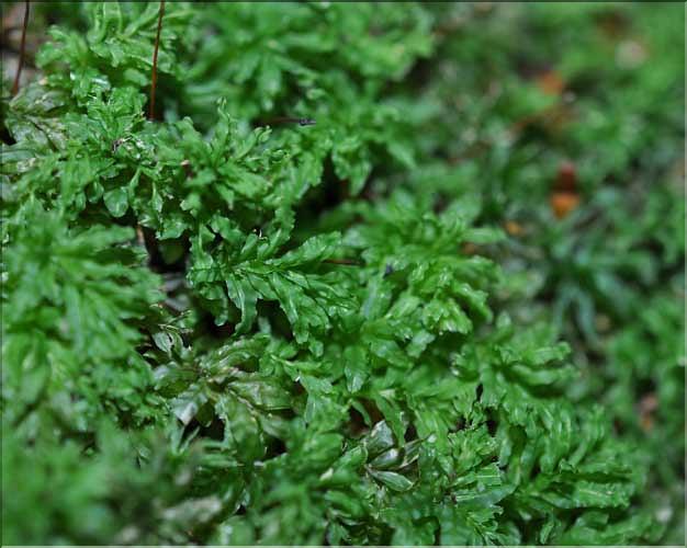 Plagiomunium_undalatum_SP